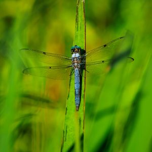 Preview wallpaper dragonfly, wings, insect, grass, macro, green