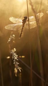 Preview wallpaper dragonfly, wings, insect, grass, rays