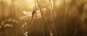 Preview wallpaper dragonfly, wings, insect, grass, rays