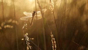 Preview wallpaper dragonfly, wings, insect, grass, rays