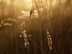 Preview wallpaper dragonfly, wings, insect, grass, rays