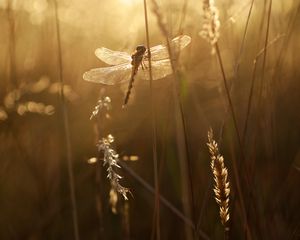 Preview wallpaper dragonfly, wings, insect, grass, rays