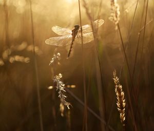 Preview wallpaper dragonfly, wings, insect, grass, rays