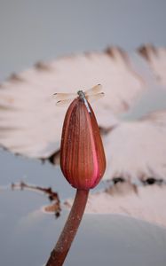 Preview wallpaper dragonfly, wings, insect, bud