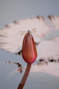 Preview wallpaper dragonfly, wings, insect, bud