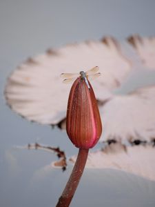 Preview wallpaper dragonfly, wings, insect, bud