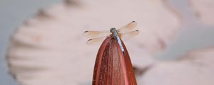 Preview wallpaper dragonfly, wings, insect, bud