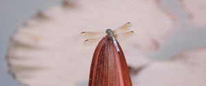 Preview wallpaper dragonfly, wings, insect, bud