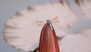 Preview wallpaper dragonfly, wings, insect, bud