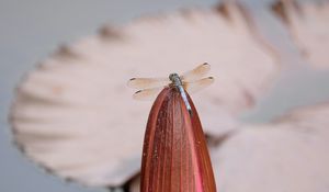 Preview wallpaper dragonfly, wings, insect, bud