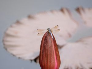 Preview wallpaper dragonfly, wings, insect, bud