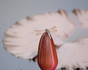 Preview wallpaper dragonfly, wings, insect, bud