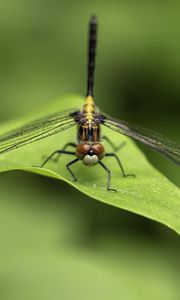 Preview wallpaper dragonfly, wings, leaf, macro