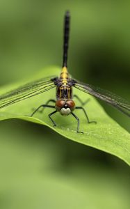 Preview wallpaper dragonfly, wings, leaf, macro