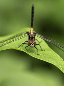 Preview wallpaper dragonfly, wings, leaf, macro