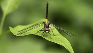 Preview wallpaper dragonfly, wings, leaf, macro