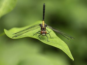 Preview wallpaper dragonfly, wings, leaf, macro