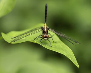 Preview wallpaper dragonfly, wings, leaf, macro