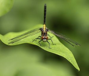 Preview wallpaper dragonfly, wings, leaf, macro