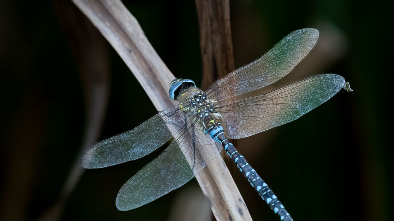 Wallpaper dragonfly, wings, macro, leaf, blur