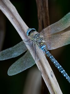 Preview wallpaper dragonfly, wings, macro, leaf, blur