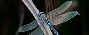 Preview wallpaper dragonfly, wings, macro, leaf, blur