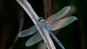 Preview wallpaper dragonfly, wings, macro, leaf, blur