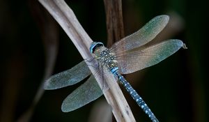 Preview wallpaper dragonfly, wings, macro, leaf, blur