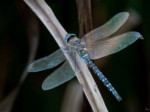 Preview wallpaper dragonfly, wings, macro, leaf, blur