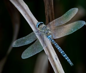 Preview wallpaper dragonfly, wings, macro, leaf, blur