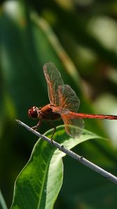 Preview wallpaper dragonfly, wings, macro, insect