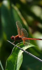 Preview wallpaper dragonfly, wings, macro, insect