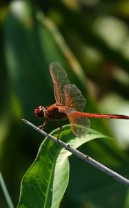 Preview wallpaper dragonfly, wings, macro, insect