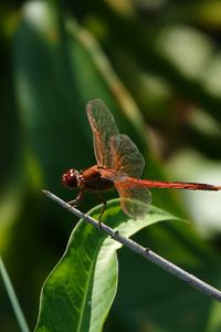 Preview wallpaper dragonfly, wings, macro, insect