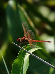 Preview wallpaper dragonfly, wings, macro, insect