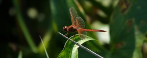 Preview wallpaper dragonfly, wings, macro, insect