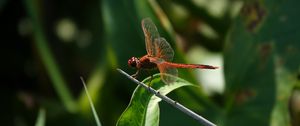 Preview wallpaper dragonfly, wings, macro, insect