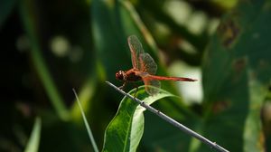 Preview wallpaper dragonfly, wings, macro, insect