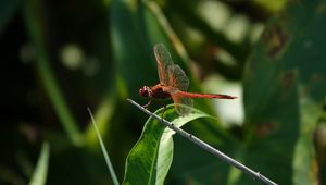 Preview wallpaper dragonfly, wings, macro, insect