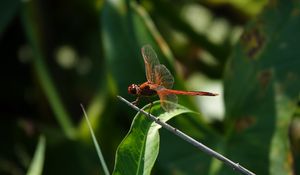 Preview wallpaper dragonfly, wings, macro, insect