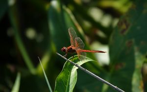 Preview wallpaper dragonfly, wings, macro, insect