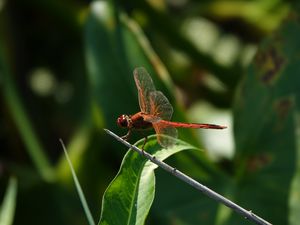 Preview wallpaper dragonfly, wings, macro, insect