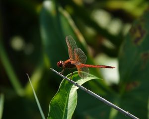 Preview wallpaper dragonfly, wings, macro, insect