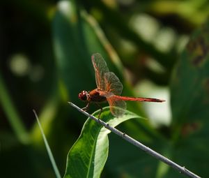 Preview wallpaper dragonfly, wings, macro, insect