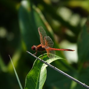 Preview wallpaper dragonfly, wings, macro, insect