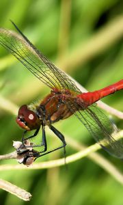Preview wallpaper dragonfly, wings, red, branches, macro