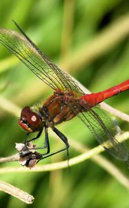 Preview wallpaper dragonfly, wings, red, branches, macro