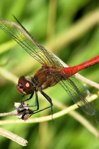 Preview wallpaper dragonfly, wings, red, branches, macro