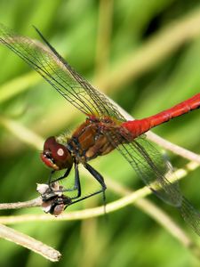 Preview wallpaper dragonfly, wings, red, branches, macro