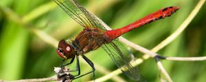 Preview wallpaper dragonfly, wings, red, branches, macro